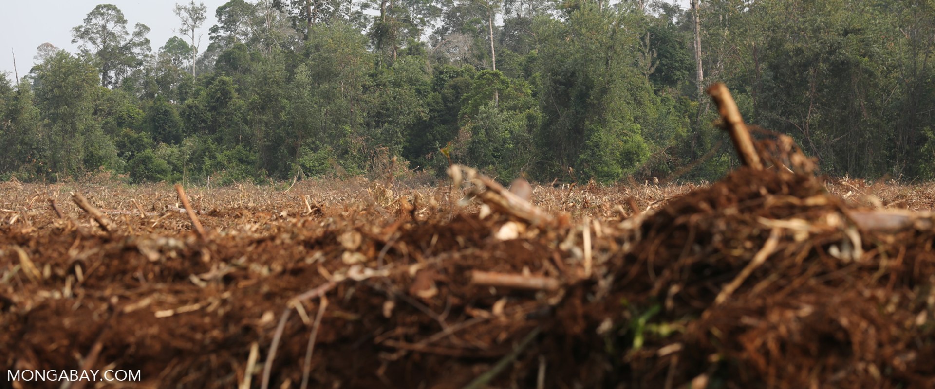Agricultural Expansion and Industrialization in Weakley County A