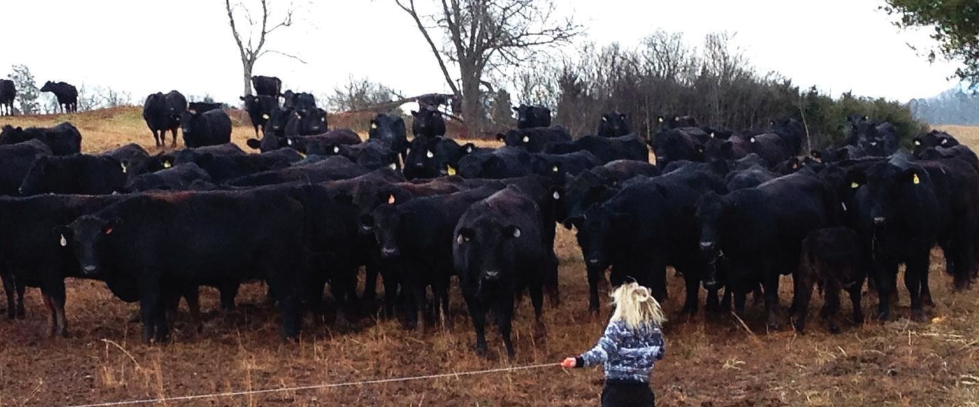 Livestock Production in Weakley County, Tennessee: A Guide to Business Opportunities