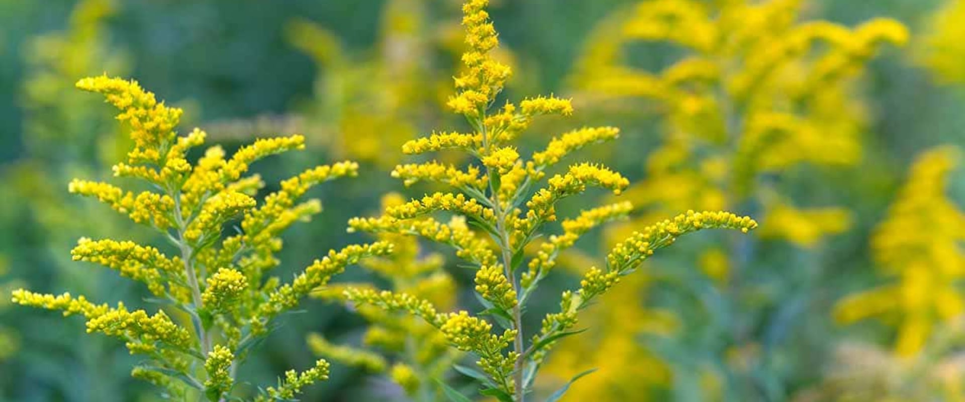 The Ultimate Guide to Goldenrod Movers Service
