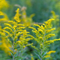 The Ultimate Guide to Goldenrod Movers Service