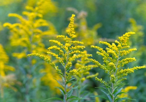 The Ultimate Guide to Goldenrod Movers Service